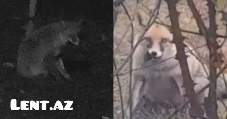 Zaqatala şəhərində yırtıcı heyvanlar evlərə hücum etdi VİDEO
