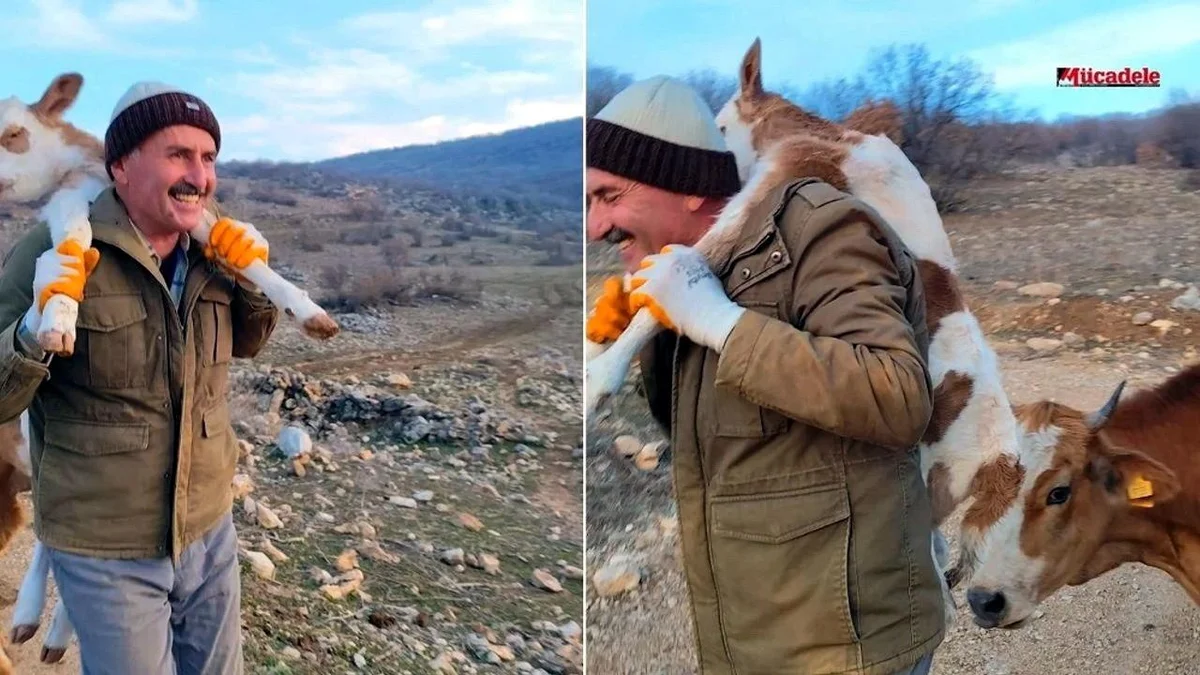 Dağda doğulan buzovu kürəyinə alıb 5 kilometr yol qət etdi