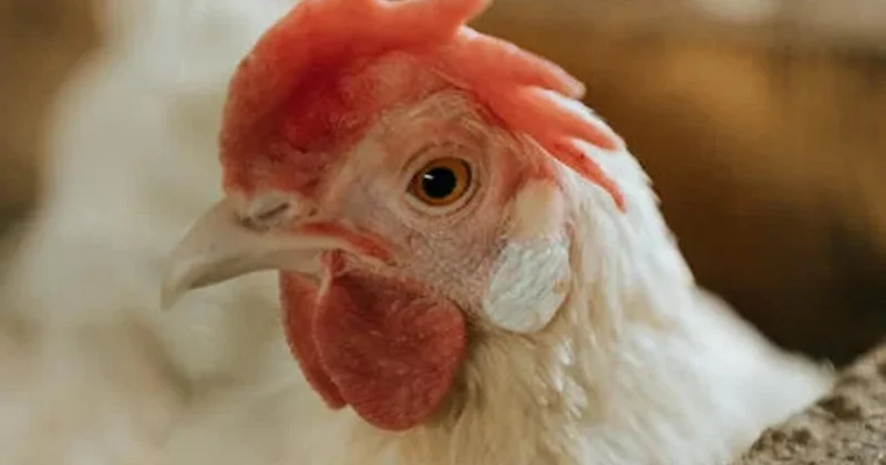 Toyuğun başını və ayağını yenidən toyuqlara yem kimi verirlər?