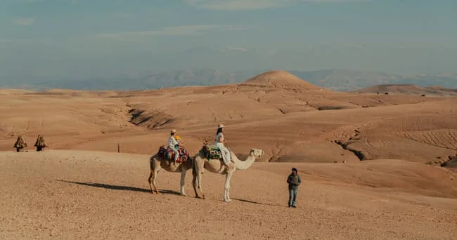 Quraqlığa dözümlü səhra bitkisi Misirə milyardlar qazandıra bilər