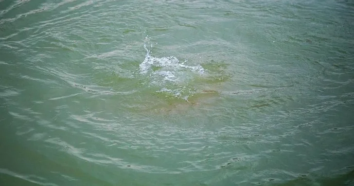 Роковая неосторожность: житель Товузского района стал жертвой несчастного случая