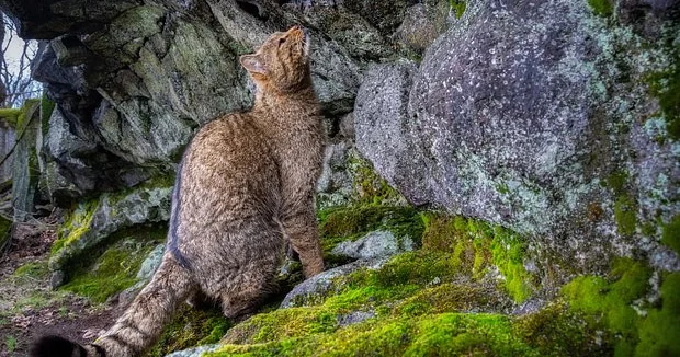 Yırtıcı bir vəhşi heyvan Avropa meşələrini ələ keçirib..?