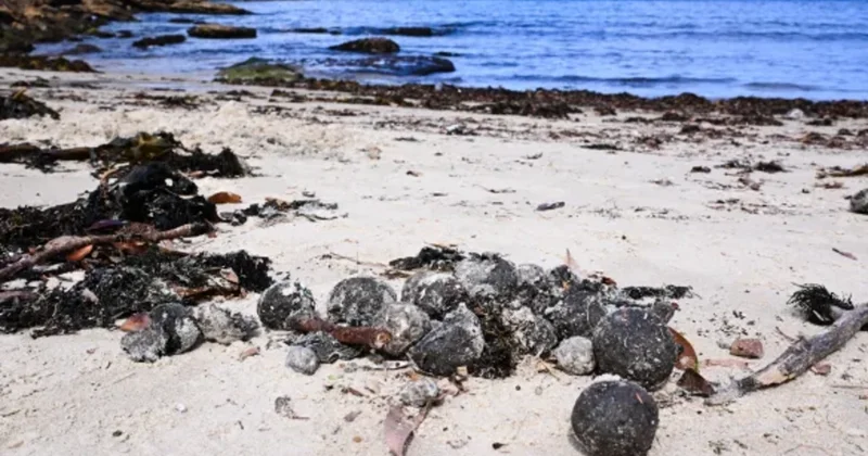 Avstraliya çimərliklərdə sirli kürələrlə mübarizə aparmaq üçün milyardlarla dollar xərcləyəcək