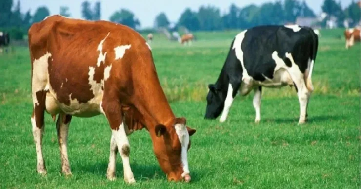 Qax sakinlərinin mal qarasını dələduzluqla ələ keçirən tutuldu VİDEO