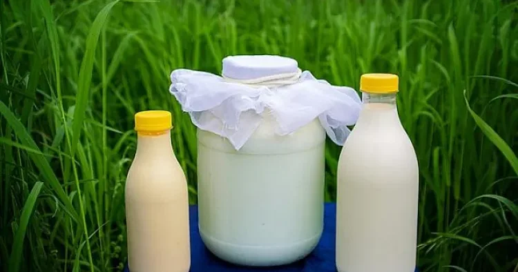 Süd zehnə nə ilə faydalıdır?