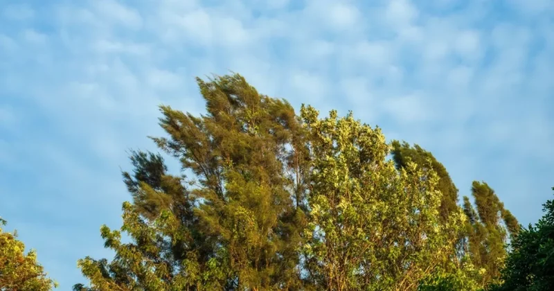 В ближайшие два дня в Азербайджане ожидается сильный ветер