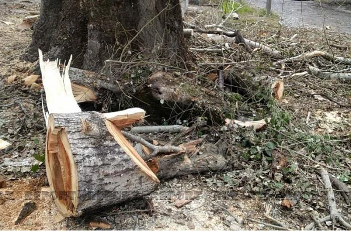 Qanunsuz ağackəsmə faktları ilə bağlı cinayət işi açılıb