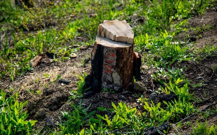 Экологическое преступление: в Азербайджане незаконно вырублено более 200 деревьев