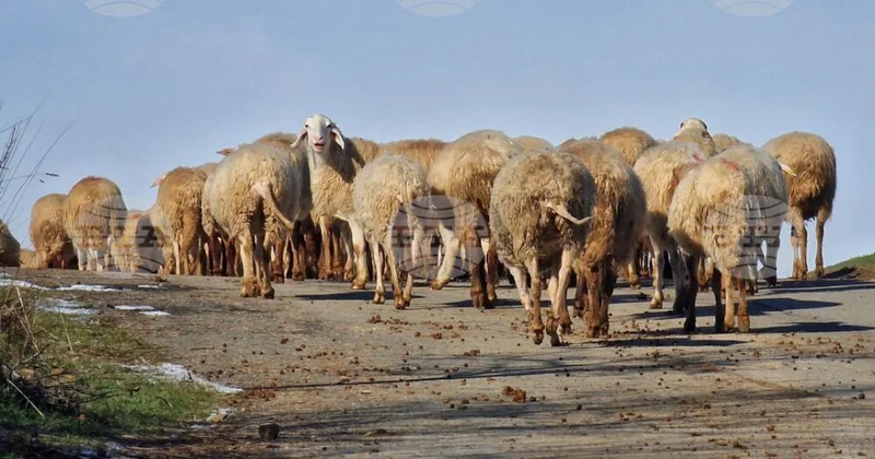 Bolqarıstan sərhədlərində baytarlıq nəzarətini gücləndirib