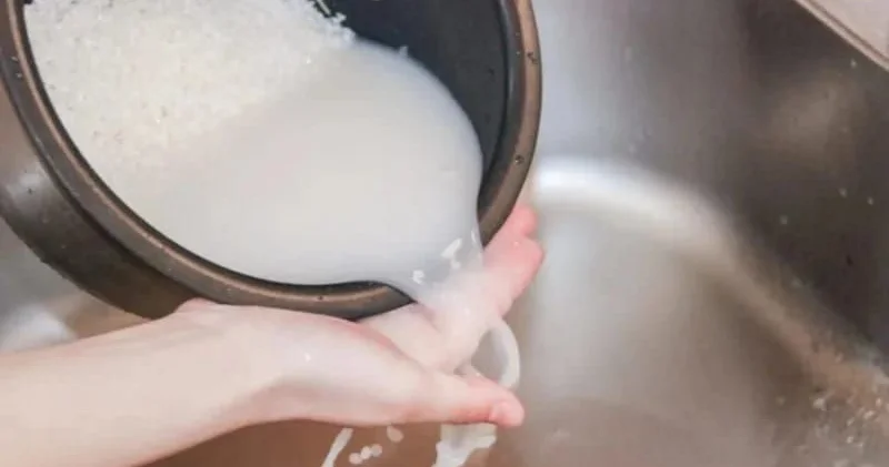 Dibçək bitkilərinə düyü suyu tökün Faydaları
