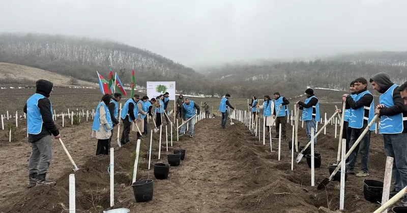 IDEA организовала акцию по посадке деревьев в Товузе и Геранбое