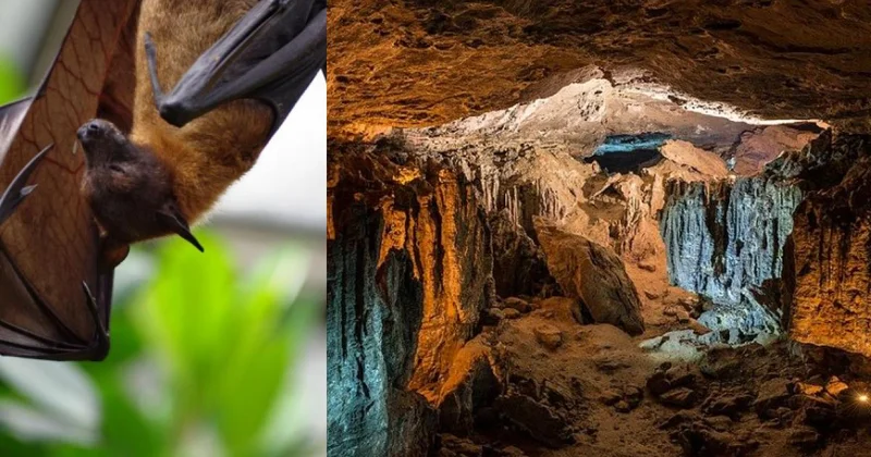 İnsanlar ora girməməlidir: Ən ölümcül virus 200 metrlik mağarada yaşayır