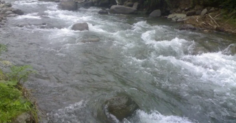 Çayların həcmində artım davam edir