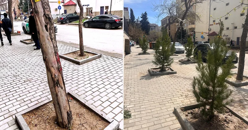 Nərimanovda quru ağacların yerinə yeni ağaclar əkildi Fotolar