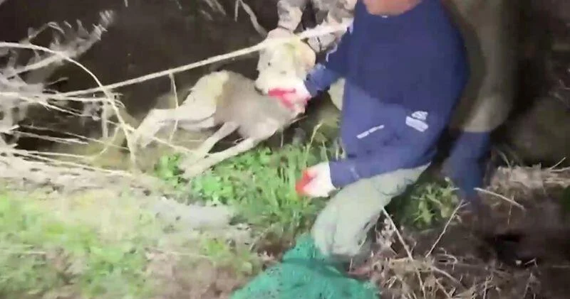 Кадры поимки сбежавшего волка в Корее ВИДЕО