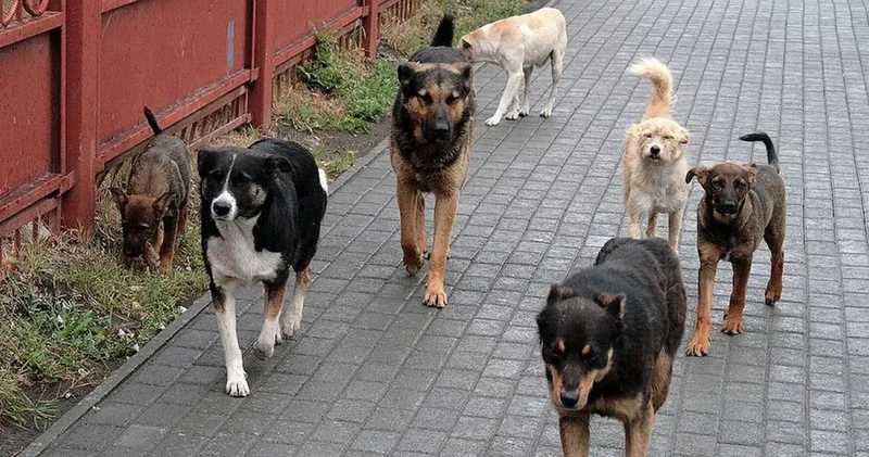 В Казахстане беременную женщину покусали бродячие собаки