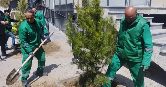 Засохшие деревья заменяют новыми: процесс озеленения в Баку продолжается