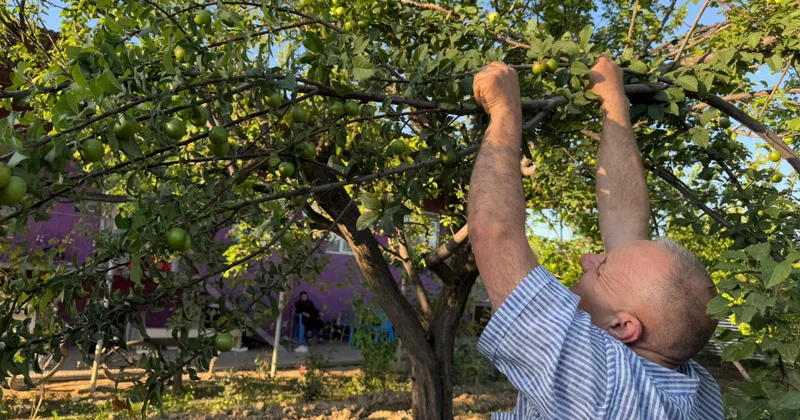 Alıcısı çox, gəliri yüksək olan “Naxçıvan göyçəsi” Babək rayonunun Zeynəddin kəndindən REPORTAJ
