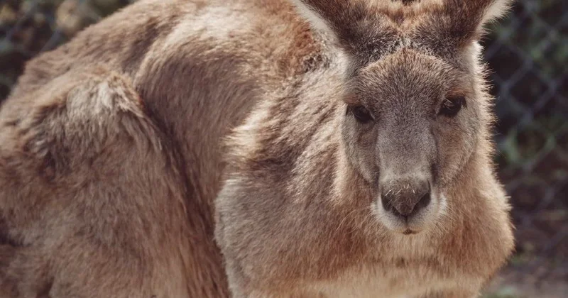 Kenquru zoopark işçisini döyərək öldürdü