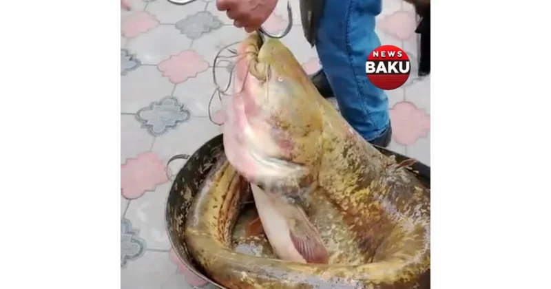 Azərbaycanda tutulan nəhəng BALIQ diqqət çəkdi VİDEO