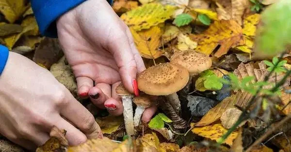 Göbələk yığanların nəzərinə: Saplağındakı o detal həyatınızı xilas edə bilər