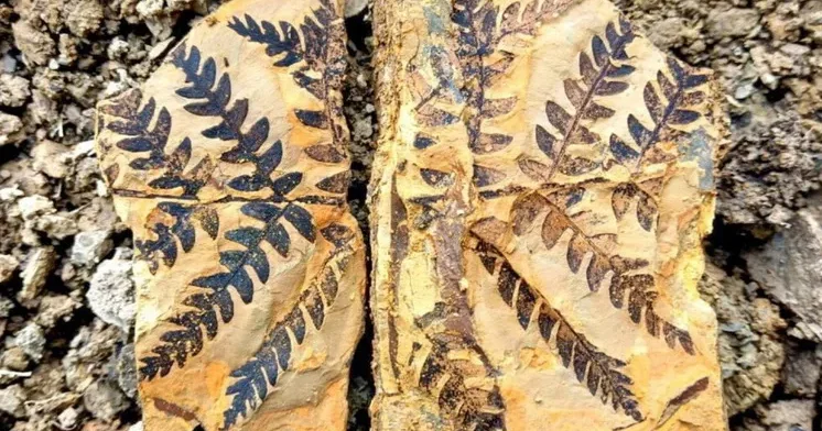 Qərbi Sibirdə 200 milyon illik flora və fauna izləri tapıldı