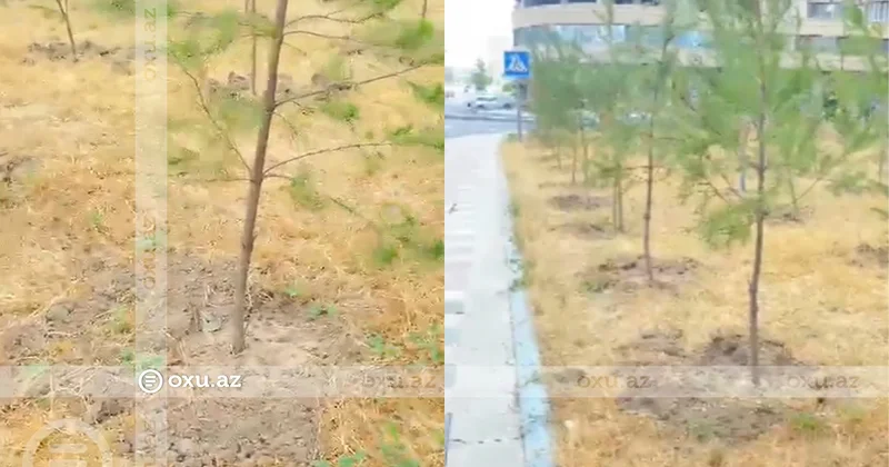 Nərimanov rayonunda əkilən ağaclar baxımsız vəziyyətdə qalıb Sakin ŞİKAYƏTİ