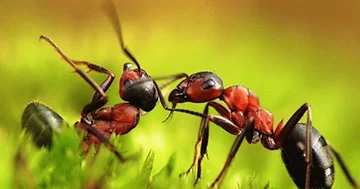 Qarışqaların kollektiv intellektinin sirləri açıqlanıb...