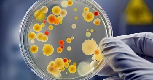 Plastik böhranına son: Geni dəyişdirilmiş bakteriya 24 saata bioloji parçalanan plastik istehsal edir