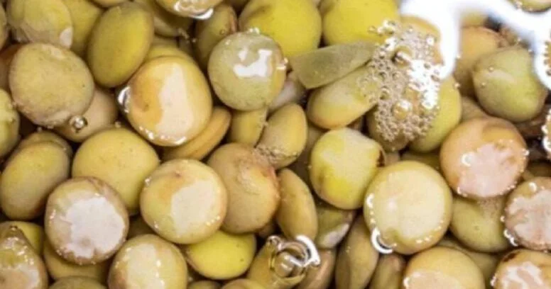 Yumurtadan qat qat çox protein bərpa edir: Yaşıl mərcini yeyən xəstəlik nədir bilmir