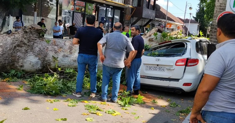 Qoca çinar maşının üstünə aşdı Fotolar