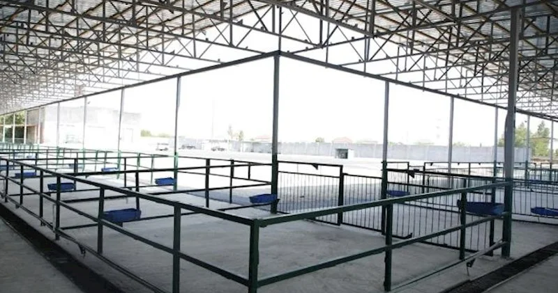 Binə qəsəbəsində yeni heyvan bazarı fəaliyyətə başladı