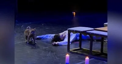 В Турции кот вышел на сцену во время спектакля ВИДЕО