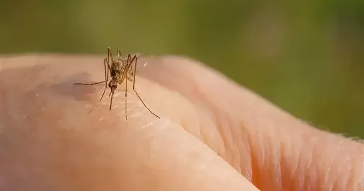 Niyə ağcaqanadlar məhz bizi dişləyir?