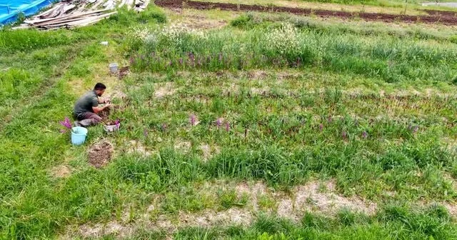 Təbiətdən toplanması qadağandır Bir kiloqramı 560 manata satılır FOTO
