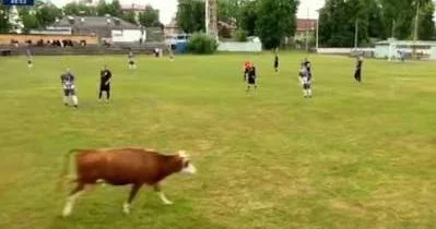 Meydana inək çıxdı, oyun dayandırıldı