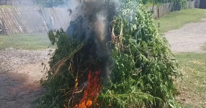 Füzulidə 3 tondan artıq yabanı çətənə bitkisi məhv edilidi