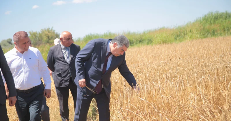 Salyanda icra başçısı taxıl biçini sahələrinə baxış keçirdi FOTO