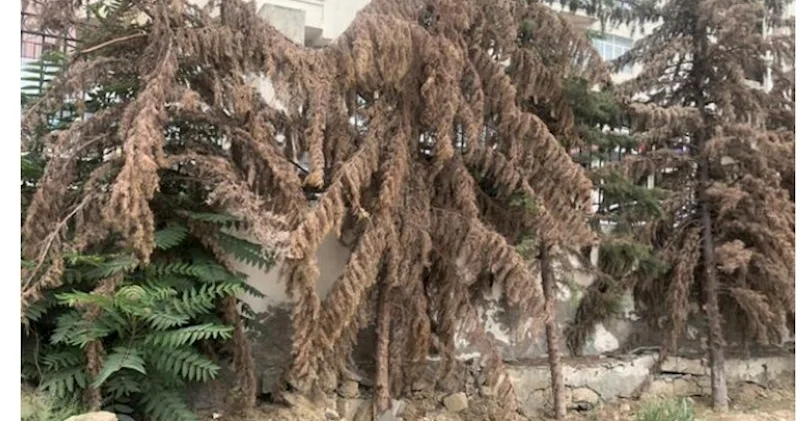Xırdalan şəhərində sakinlər üçün təhlükəli vəziyyətdə olan qurumuş ağaclar götürülür