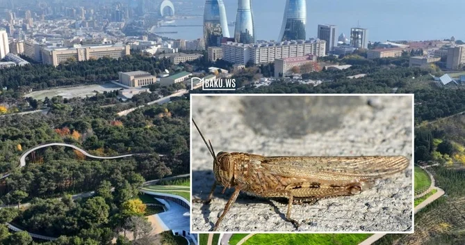 Bakıya kütləvi çəyirtkə HÜCUMU Onlara qarşı necə mübarizə aparaq?