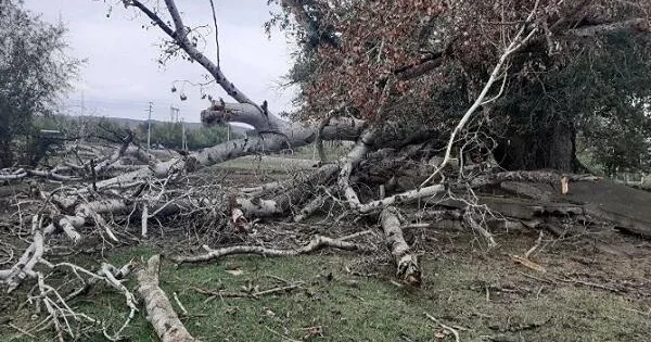 Xırdalanda ağaclar kütləvi şəkildə niyə kəsilir? Açıqlama