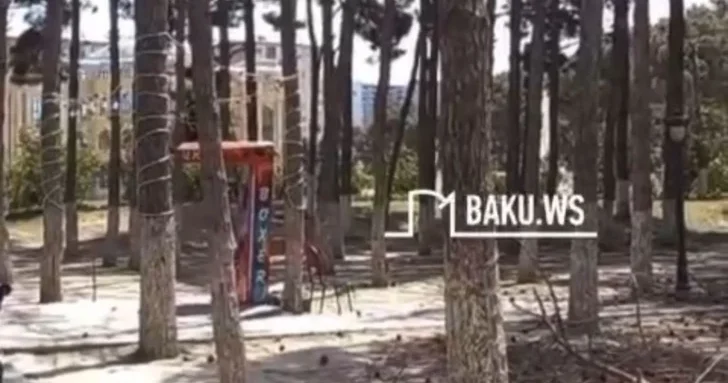 Заявление ИВ Абшеронского района о вырубке деревьев в парке имени Гейдара Алиева