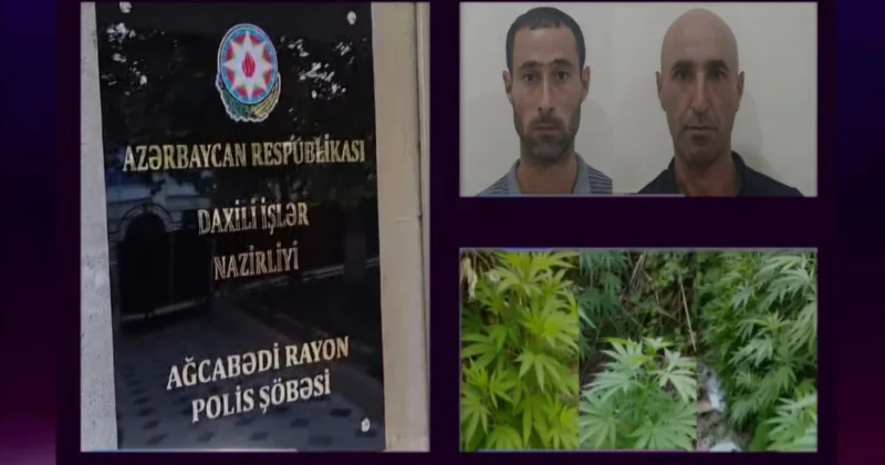 Ağcabədidə çətənə bitkisinin kultivasiyasını təşkil edənlər tutulub