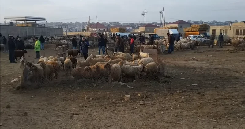Xaçmaz heyvan bazarı yaxın günlərdə fəaliyyətə başlayacaq