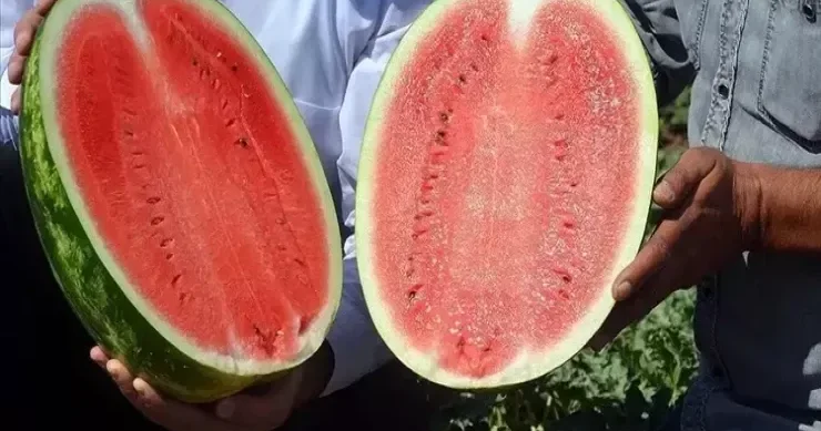 Qarpızı bu formada yeməyin Faydası olmayacaq