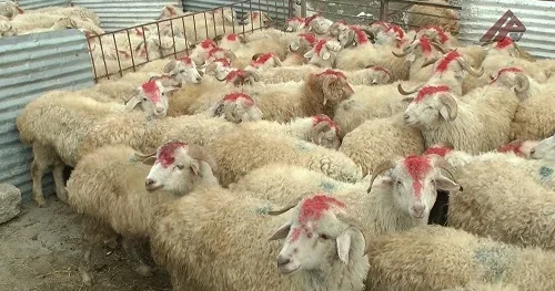 AQTA heyvanların daşınması məsələsinə aydınlıq gətirdi