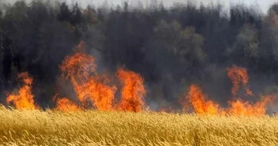В Сабирабадском районе установлен подозреваемый в поджоге полей
