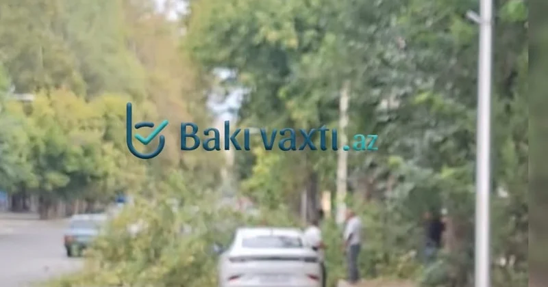Mingəçevirdə ağac maşınların üstünə aşdı FOTO
