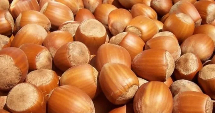 Fındığın kiloqramı 7 manat bahalaşdı