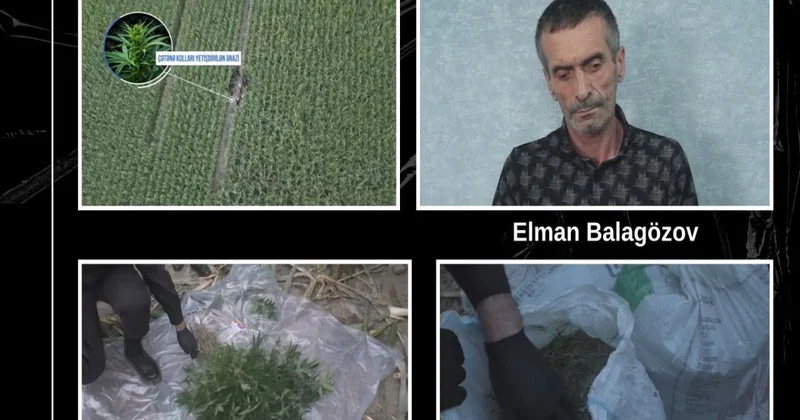 Balakəndə qarğıdalı sahəsində külli miqdarda narkotik aşkarlanıb